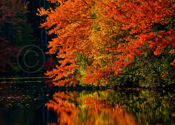 Reflections Of Autumn Foliage