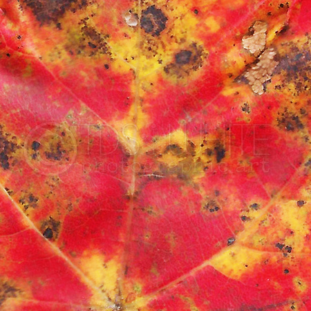 Multicolored Macro Fall Leaf