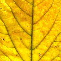 Yellow Leaf