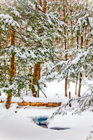 Stream In Winter Woods