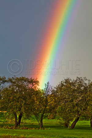Rainbow In Apple Orchard