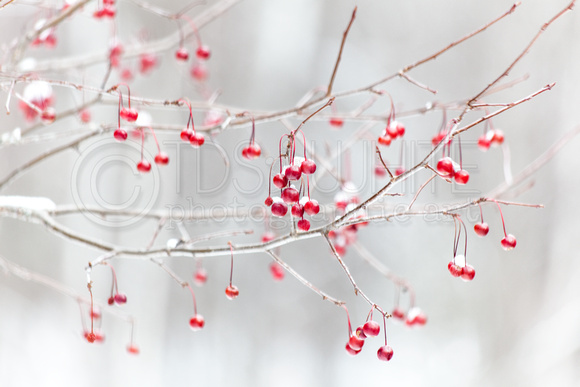 Red Berries On Branches